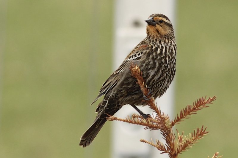 Red-winged Blackbird (female)