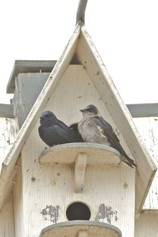 Purple Martins