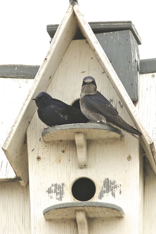 Purple Martins