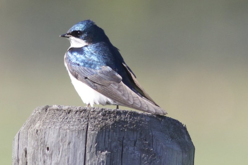 Tree Swallow Wagner