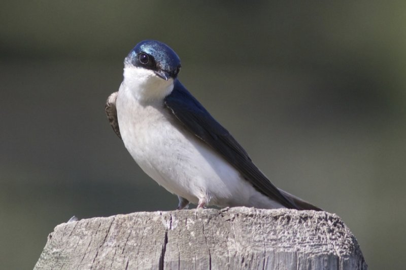 Tree Swallow