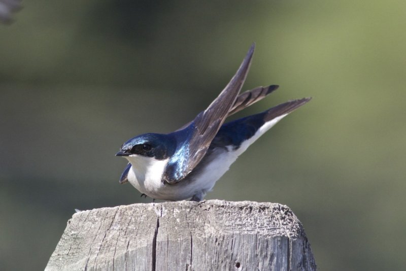 Tree Swallow