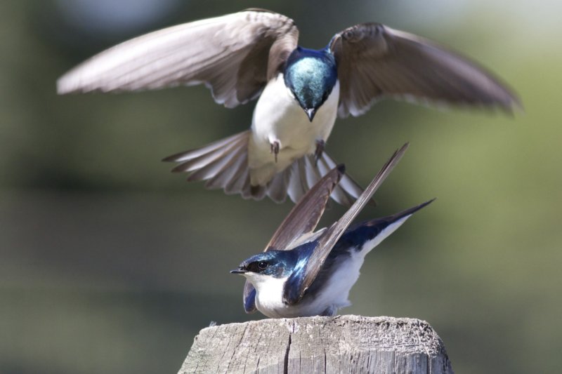 Tree Swallows 