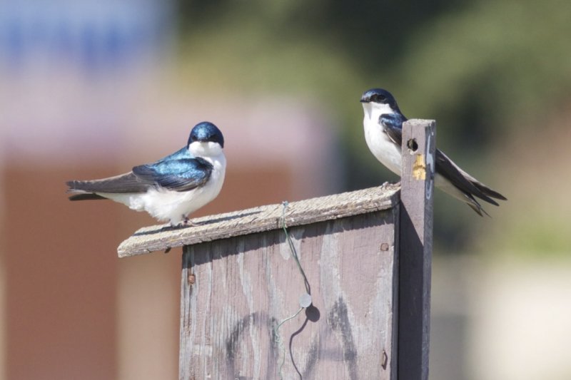 Tree Swallows