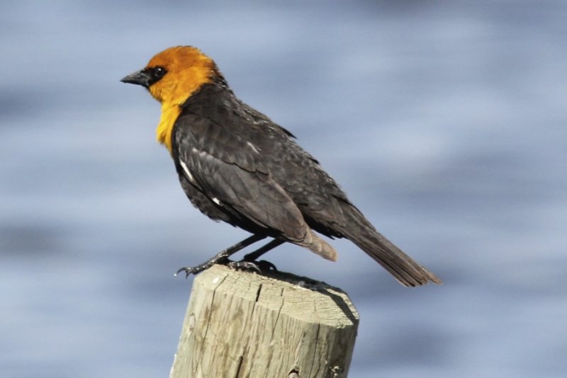 Yellow-headed Blackbird