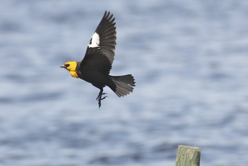 Yellow-headed Blackbird