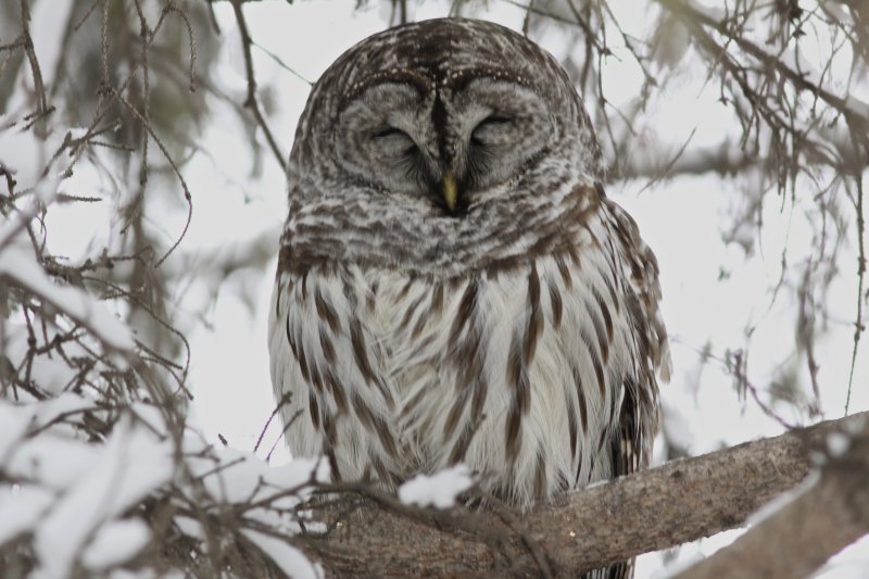 Barred Owl