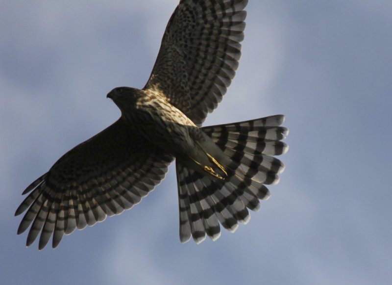 Sharp-shinned Hawk