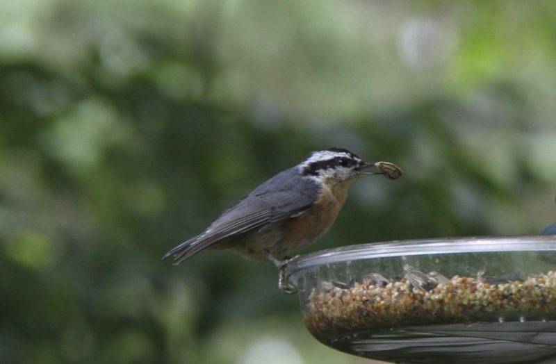 Red-breasted Nuthatches