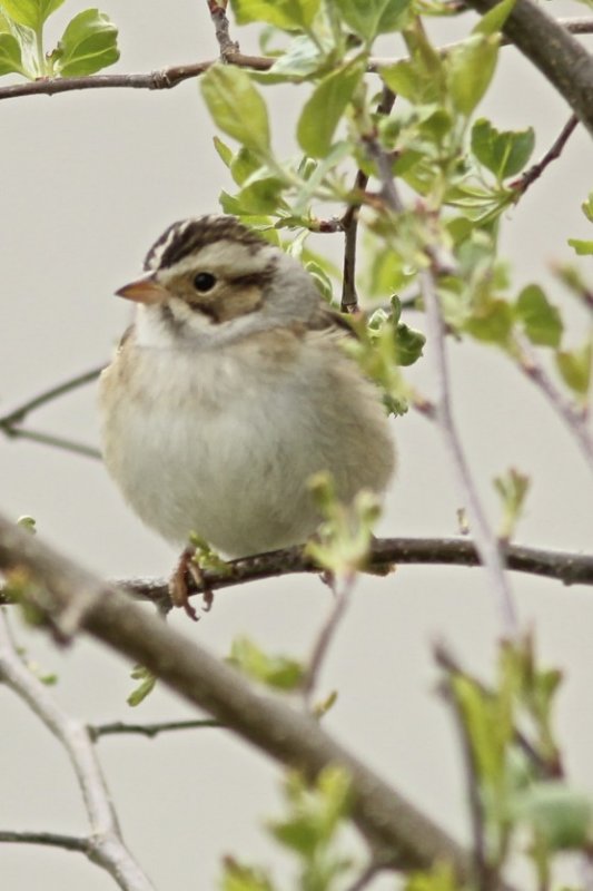 Clay-coloured Sparrow