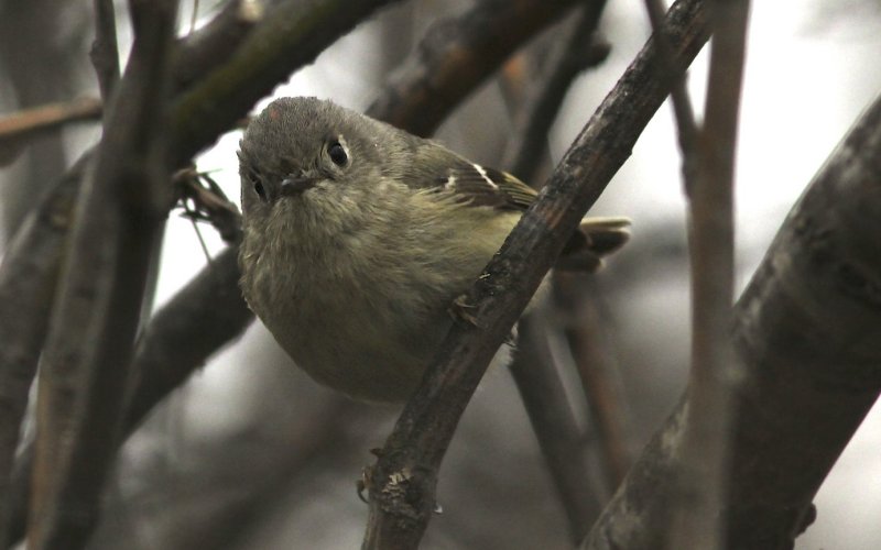 Ruby-crowned Kinglet