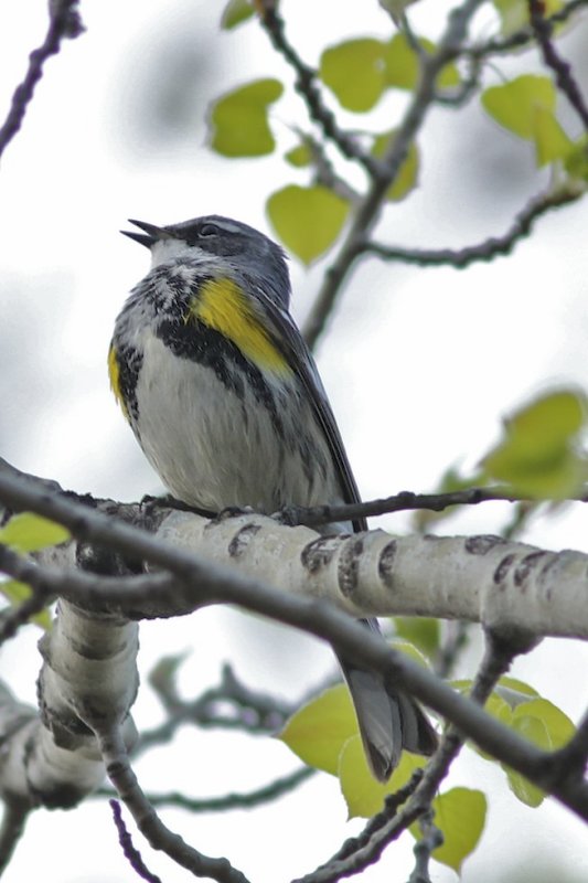 Yellow-rumped Warbler (Myrtle)