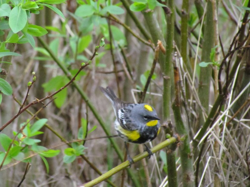 Yellow-rumped Warbler (Audubon)