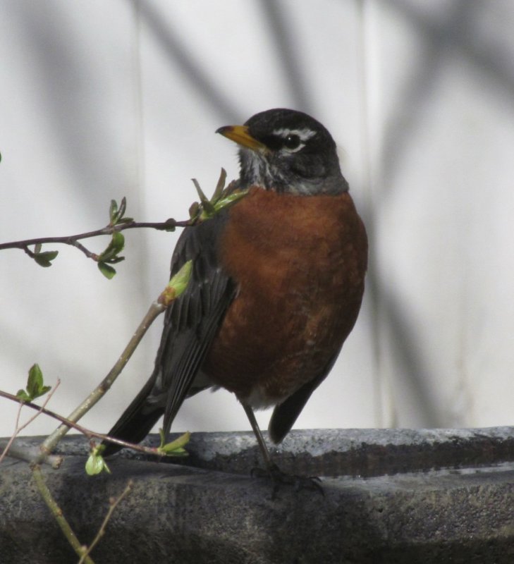 American Robins