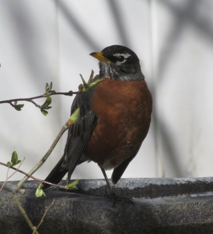 American Robin