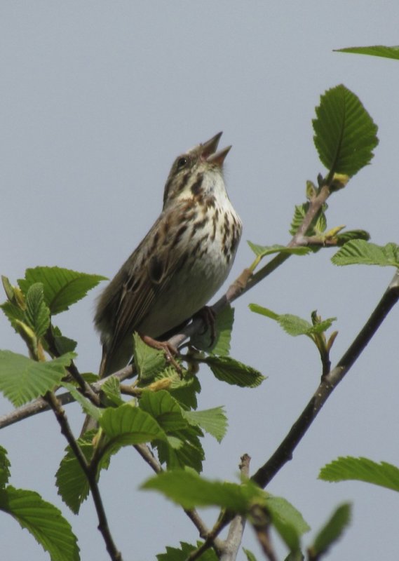 Song Sparrow