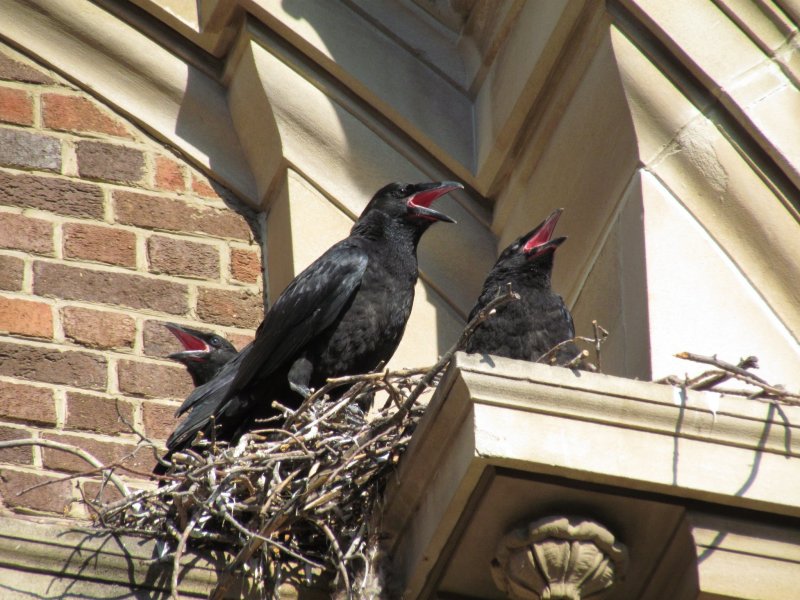 Raven (juveniles)