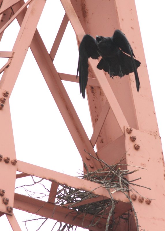 Raven 