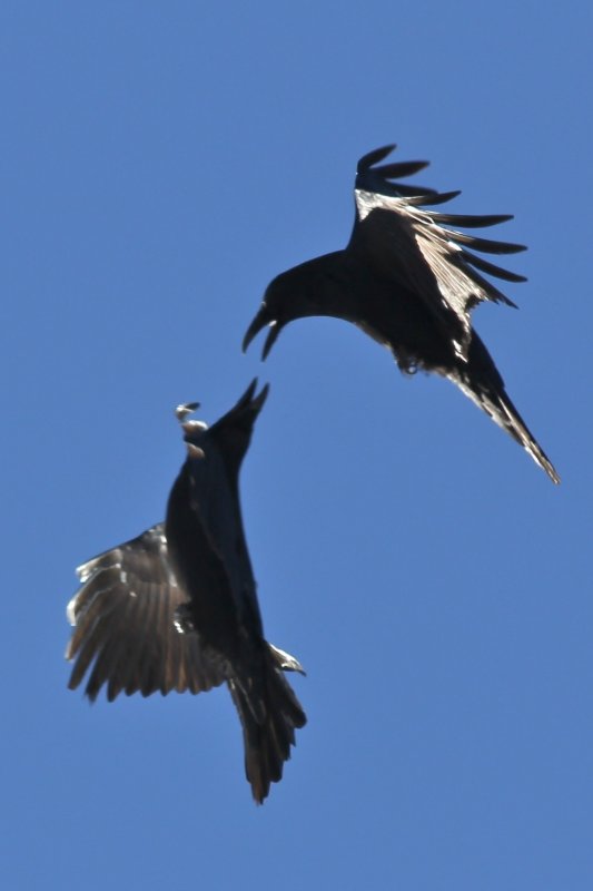 Ravens