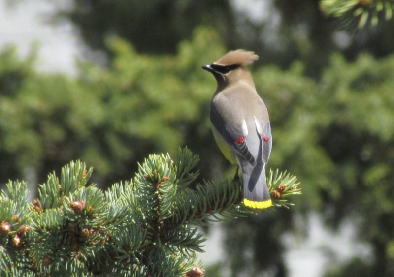 Cedar Waxwing