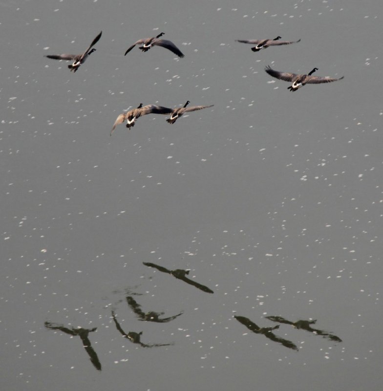Canada geese