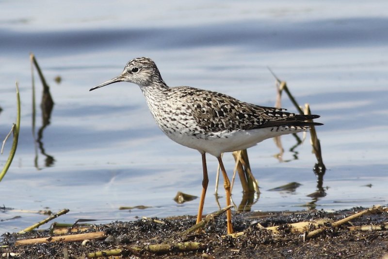 Yellowlegs