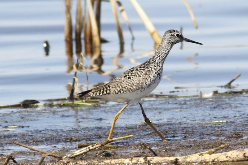 Yellowlegs