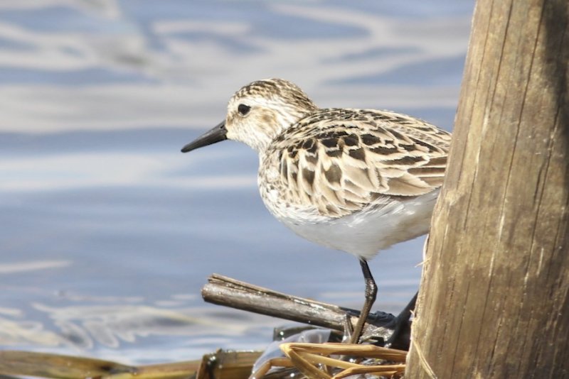 Semipalmated Sandpiper