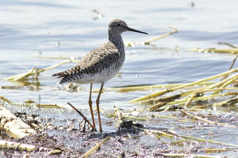 Greater Yellowlegs