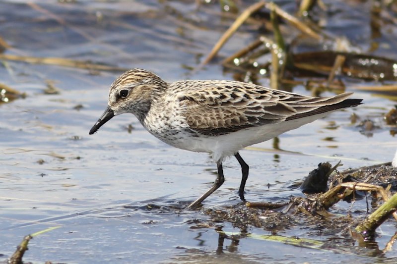 Semipalmated Sandpiper