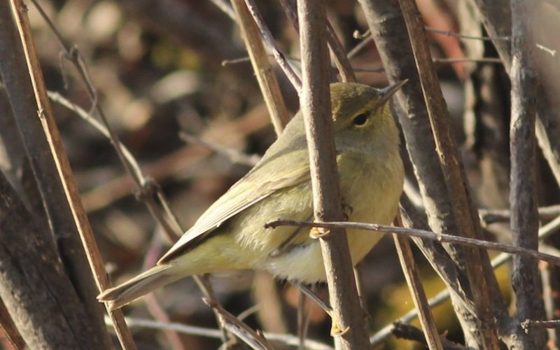 Orange-crowned Warbler