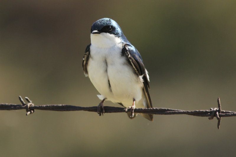 Tree Swallow