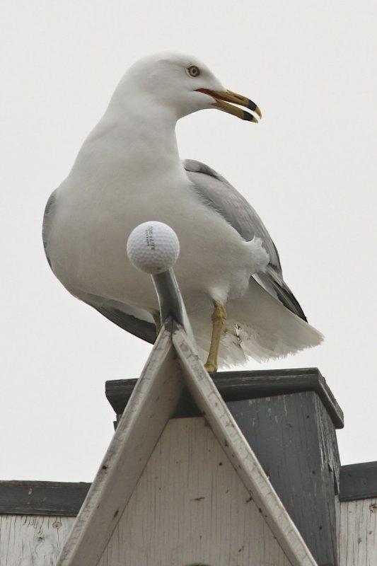 Ring-billed Gull