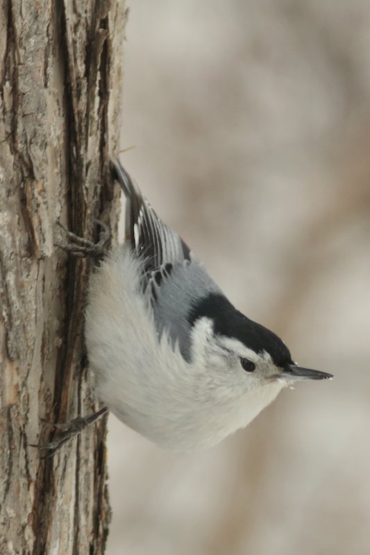 White-breasted Nuthatch