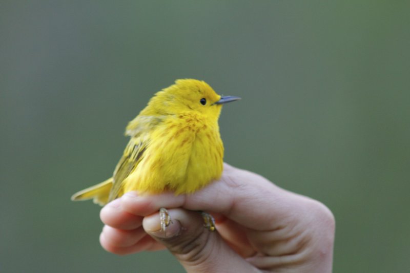 Yellow Warbler (male) (bird banding)