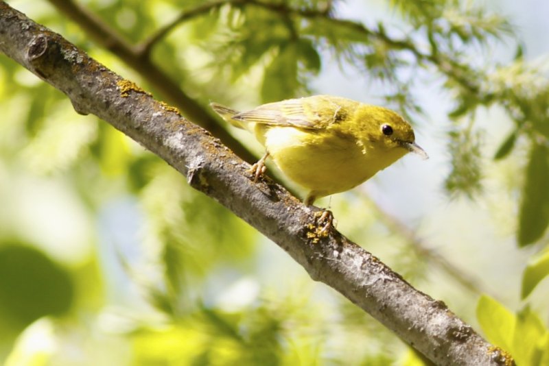 Yellow Warbler (female)