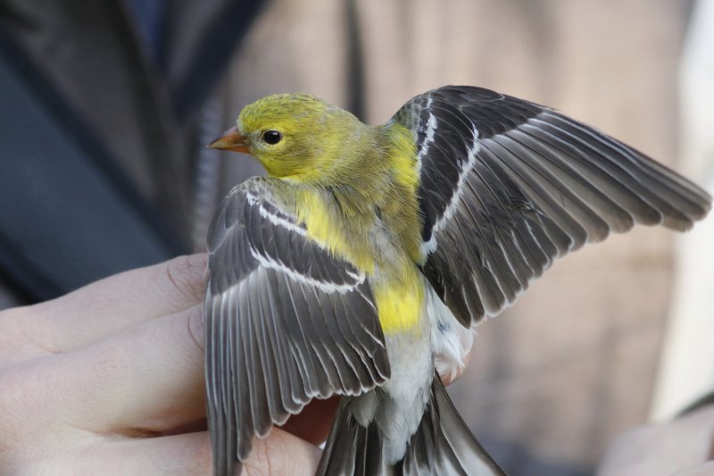 American Goldfinch (female) (bird banding)