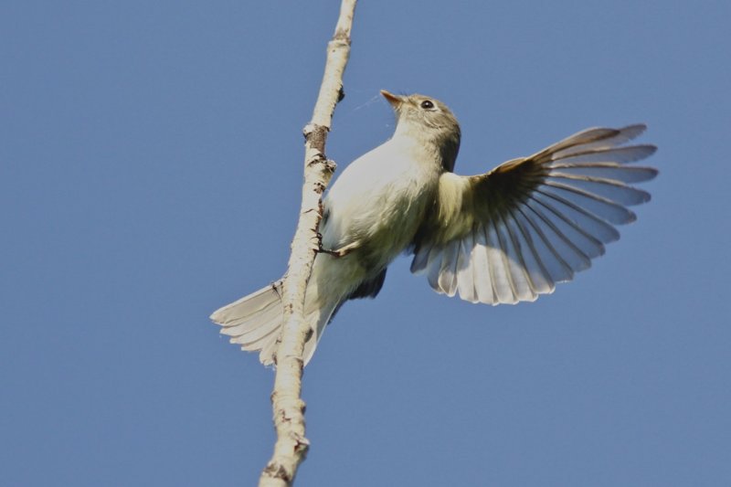 Least Flycatcher