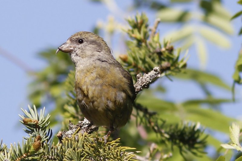 Red Crossbill (female)