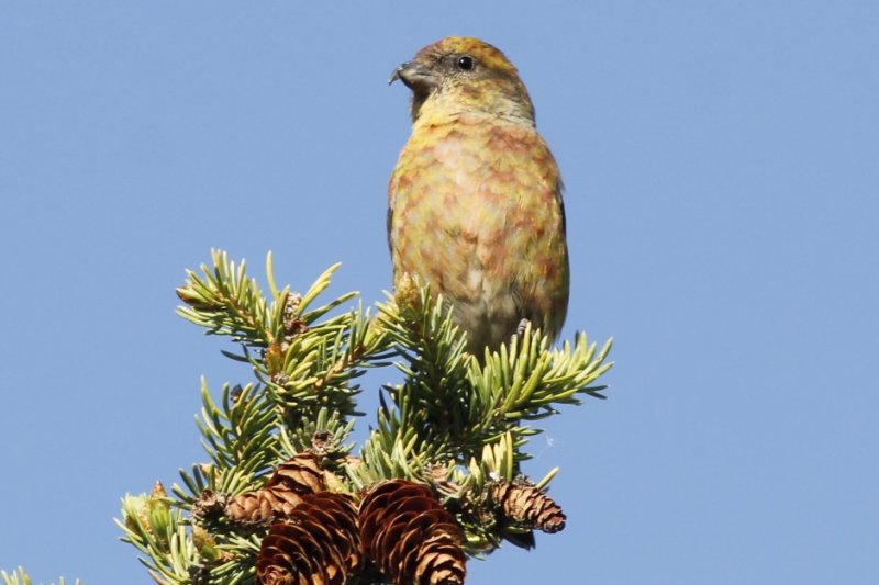 Red Crossbill 