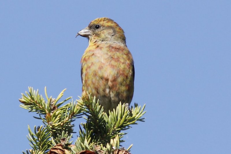 Red Crossbill 