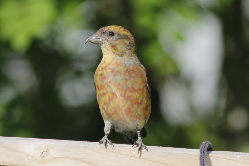 Red Crossbill 