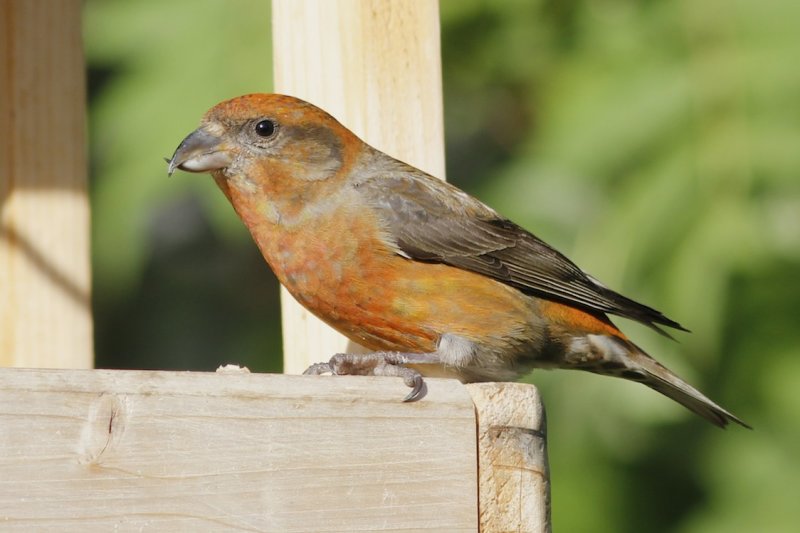 Red Crossbill (male)