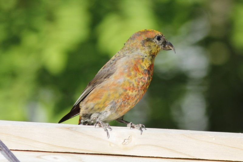Red Crossbill