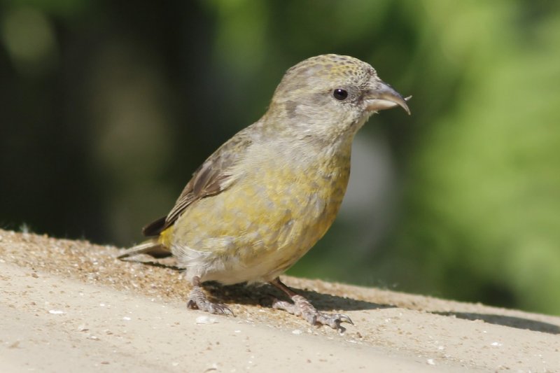 Red Crossbill (female)