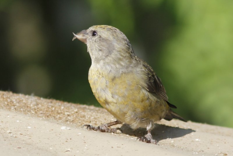 Red Crossbill (female)
