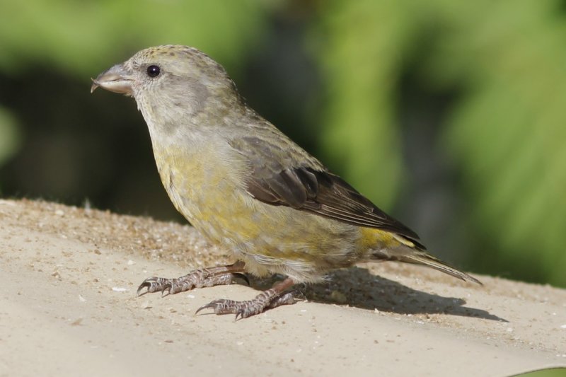 Red Crossbill (female)