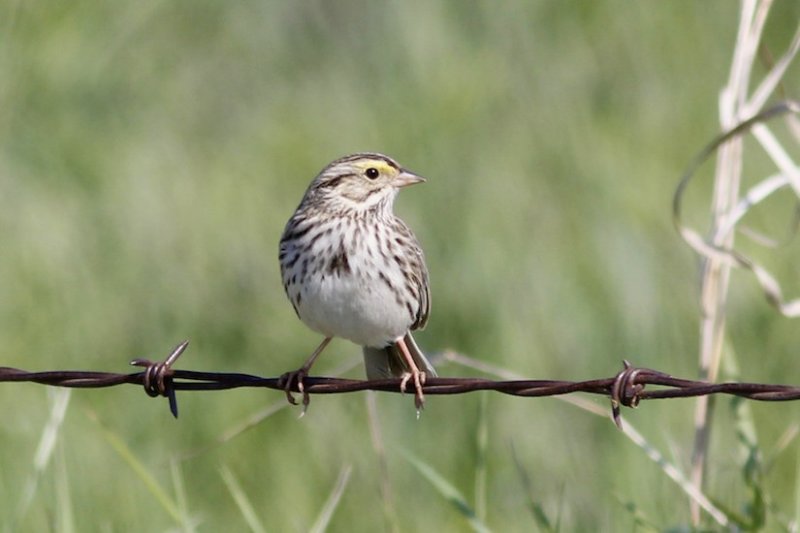 Savannah Sparrow