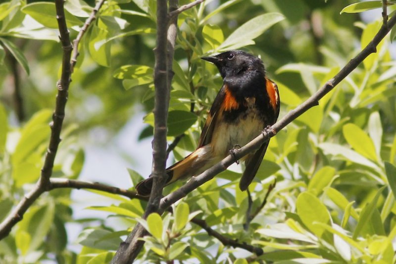 American Redstart