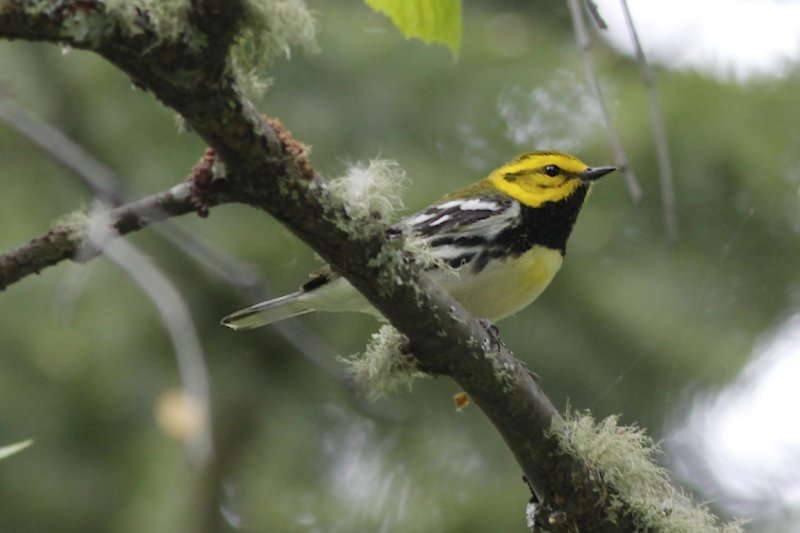 Black-throated Green Warbler